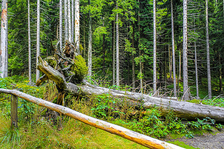 白银森林死亡的树枝 布罗肯山哈兹德国树皮林地山脉风景杉树树木远足木头树干甲虫图片