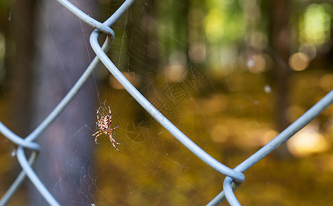 一只大蜘蛛坐在森林的网上 明亮的阳光从树叶中渗出 美丽的太阳露出图片
