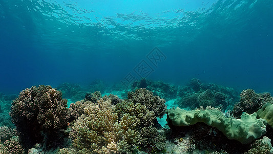 水下珊瑚礁和热带鱼 菲律宾场景海洋荒野热带潜水动物风景环境蓝色礁石图片