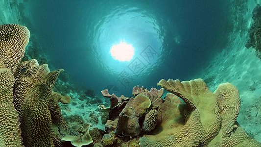 珊瑚礁和热带鱼类 菲律宾海洋珊瑚潜水探索礁石动物野生动物景观热带热带鱼图片