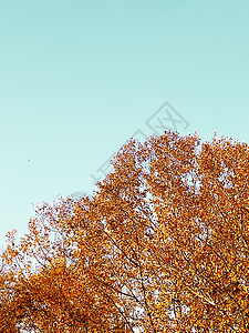 自然 景观和环境 金色的秋天风景 秋天的树木 秋天的树叶和树叶作为风景如画的季节性假日背景植物乡村日落天气花园场地假期英语公园旅图片