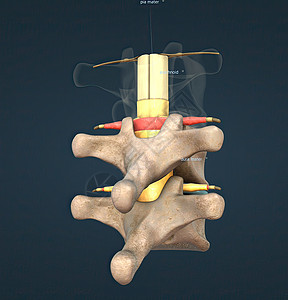 脊椎神经是一种混合的神经 在脊髓与身体之间带有运动 感官和自动信号 a 脑内理疗运动机紧张整脊治疗风湿病畸形伤害按摩师骨科图片