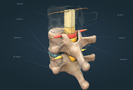 脊椎神经是一种混合的神经 在脊髓与身体之间带有运动 感官和自动信号 a 脑内疗法疼痛按摩师脖子整脊运动机腰椎病人整骨风湿病图片