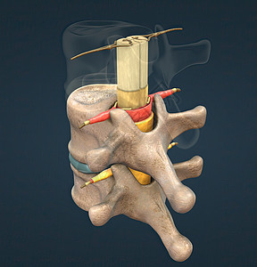 脊椎神经是一种混合的神经 在脊髓与身体之间带有运动 感官和自动信号 a 脑内解剖学宽慰整脊腰椎疗法姿势脊柱磁盘疼痛理疗图片