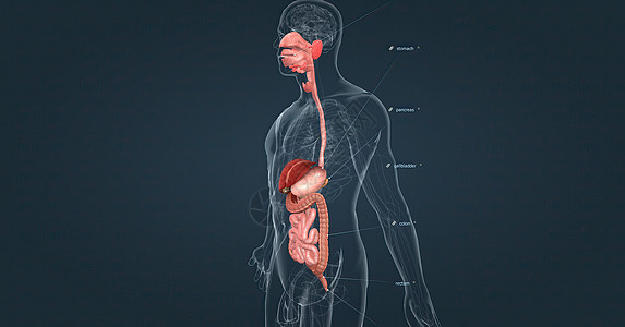 人类消化系统由胃肠道和辅助消化器官组成 其中一种是人工消化系统胆囊保健组织药品食管科学腹部冒号疾病插图图片