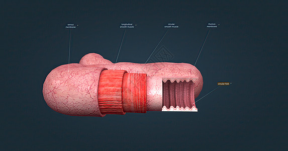 人体肠道具有吸收消化产物的功能 并具有执行此功能的特殊结构组织学粘膜显微微生物学营养纤毛上皮单层绒毛科学图片