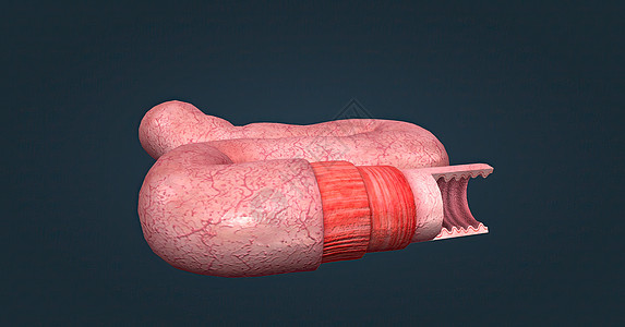 人体肠道具有吸收消化产物的功能 并具有执行此功能的特殊结构下层药品显微肠胃照片胃道肠子冒号柱状细胞图片