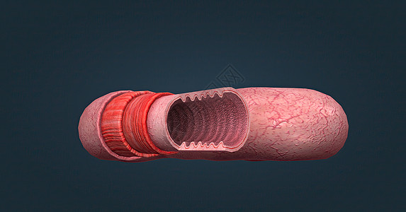 人体肠道具有吸收消化产物的功能 并具有执行此功能的特殊结构显微癌症柱状粘膜上皮附录下层肠胃单层胃道图片