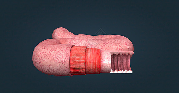 人体肠道具有吸收消化产物的功能 并具有执行此功能的特殊结构解剖学营养柱状健康冒号组织绒毛组织学胃道肠胃图片