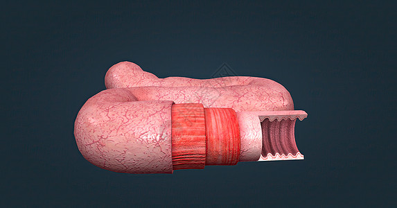 人体肠道具有吸收消化产物的功能 并具有执行此功能的特殊结构组织学下层附录横截面肠子药品显微解剖学微生物学柱状图片