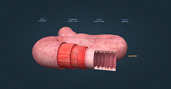 人体肠道具有吸收消化产物的功能 并具有执行此功能的特殊结构健康肠子科学绒毛组织胃道下层照片大肠柱状图片