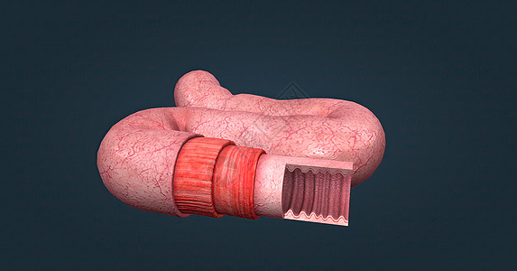 人体肠道具有吸收消化产物的功能 并具有执行此功能的特殊结构上皮粘膜显微组织学绒毛组织纤毛大肠健康胃道图片