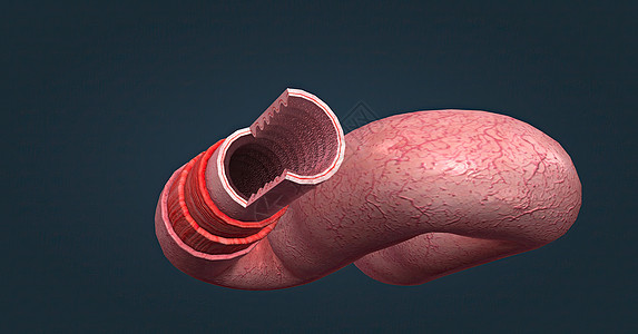 人体肠道具有吸收消化产物的功能 并具有执行此功能的特殊结构组织学显微照片冒号柱状营养上皮绒毛癌症肠胃图片