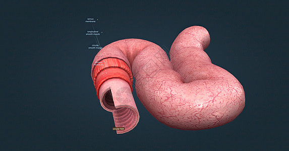 人体肠道具有吸收消化产物的功能 并具有执行此功能的特殊结构药品组织学解剖学照片营养显微粘膜大肠胃道下层图片