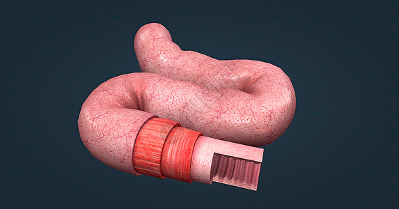 人体肠道具有吸收消化产物的功能 并具有执行此功能的特殊结构解剖学健康大肠下层肠胃附录细胞微生物学绒毛照片图片