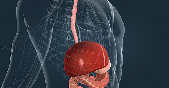 消化系统中肝脏的主要任务是处理从小肠中吸收的养分 c 肺部胆囊药品医院护士专家插图解剖学外科冒号医生图片