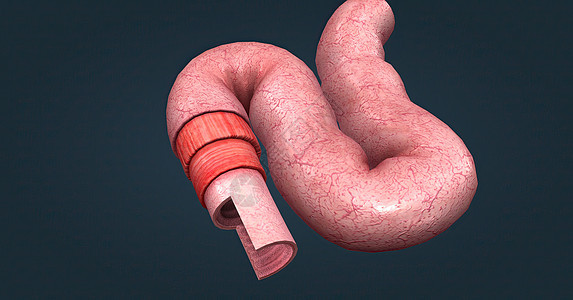人体肠道具有吸收消化产物的功能 并具有执行此功能的特殊结构柱状单层组织学纤毛显微附录癌症上皮粘膜组织图片