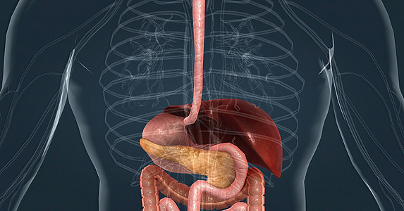 消化系统中肝脏的主要任务是处理从小肠中吸收的养分 c 肺部医生回肠外科临床身体生物学器官消化胰腺护士图片