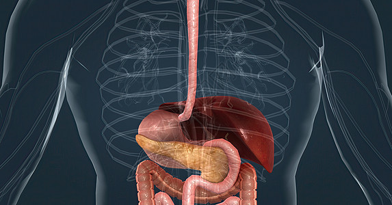 消化系统中肝脏的主要任务是处理从小肠中吸收的养分 c 肺部医生回肠外科临床身体生物学器官消化胰腺护士背景图片