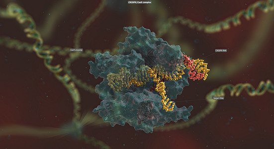 RNA骨干长长与DNA相连 预设序列将Cas9引向基因组的正确位置生物酵素染色体噬菌体遗传技术编辑细胞遗传学化学图片