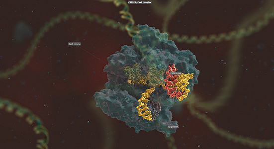 RNA骨干长长与DNA相连 预设序列将Cas9引向基因组的正确位置物质遗传技术染色体基因组细菌噬菌体化学遗传学细胞图片