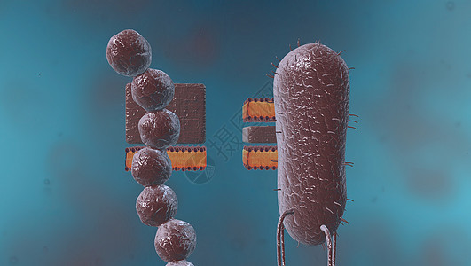 在细胞生物学中 骨质疏松是细胞循环的一部分 将复制的染色体分离成两个新的核 3D 插图体细胞核膜受精卵微生物学施肥间期精细胞染色图片