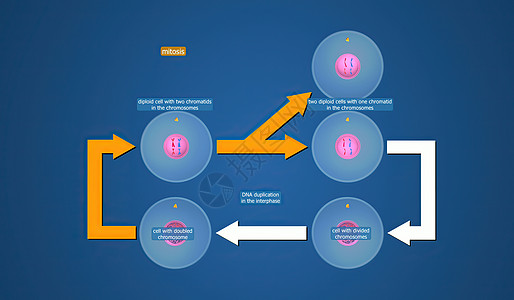 在细胞生物学中 骨质疏松是细胞循环的一部分 将复制的染色体分离成两个新的核 3D 插图单体间期体卵配子受精卵染色质核膜施肥染色精图片