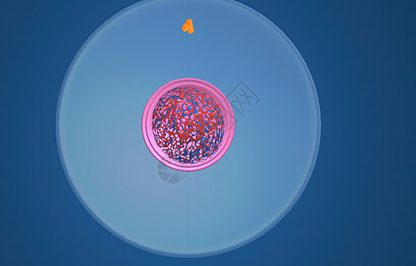 在细胞生物学中 骨质疏松是细胞循环的一部分 将复制的染色体分离成两个新的核 3D 插图染色施肥染色质精细胞受精卵生物学丝粒单体体图片