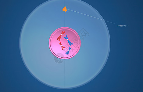 在细胞生物学中 骨质疏松是细胞循环的一部分 将复制的染色体分离成两个新的核 3D 插图丝粒体卵细胞分裂体细胞核膜间期生物学单体施图片