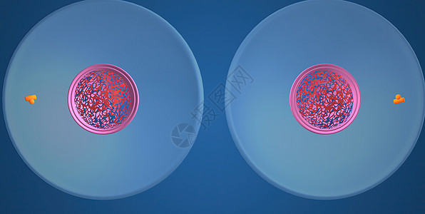 在细胞生物学中 骨质疏松是细胞循环的一部分 将复制的染色体分离成两个新的核 3D 插图精细胞核膜微生物学体细胞体卵染色质丝粒生物图片