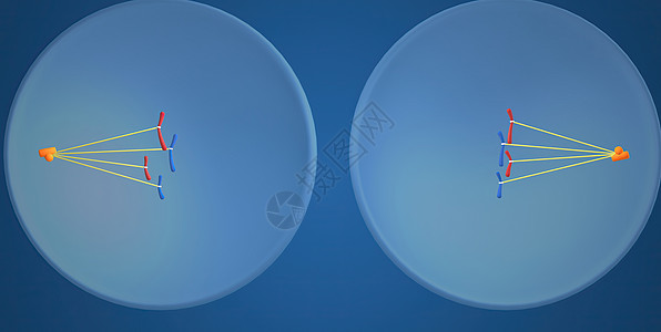 在细胞生物学中 骨质疏松是细胞循环的一部分 将复制的染色体分离成两个新的核 3D 插图细胞分裂生物学染色质微生物学体细胞间期精细图片