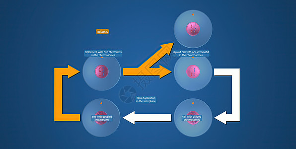 在细胞生物学中 骨质疏松是细胞循环的一部分 将复制的染色体分离成两个新的核 3D 插图间期精细胞染色质细胞分裂受精卵丝粒体卵配子图片