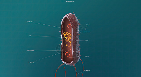 在细胞生物学中 骨质疏松是细胞循环的一部分 将复制的染色体分离成两个新的核 3D 插图受精卵染色质核膜配子微生物学精细胞细胞分裂图片