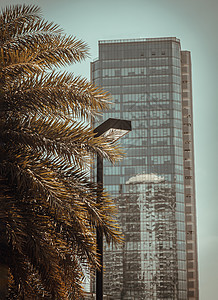 现代建筑背景中的街灯和下午太阳前的甘蔗棕榈树 是街道灯场景城市玻璃墙住宅技术纹理墙纸照明景观摩天大楼图片