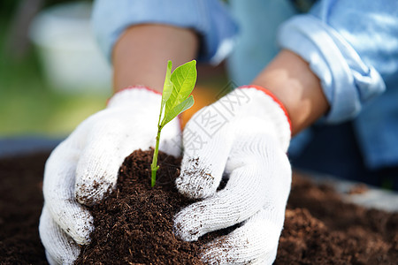 用手种植树木 生态地球日 拯救世界 拯救地球 绿化教育行星世界商业回收农业环境生物学生态活力图片