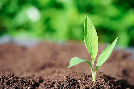 用手种植树木 生态地球日 拯救世界 拯救地球 绿化回收活力环境商业农业叶子生活生长生态行星图片
