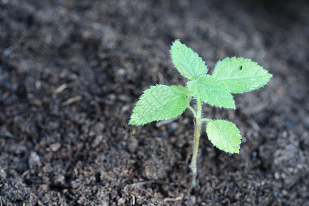 用手种植树木 生态地球日 拯救世界 拯救地球 绿化环境活力世界行星叶子社区生物学森林植物教育图片