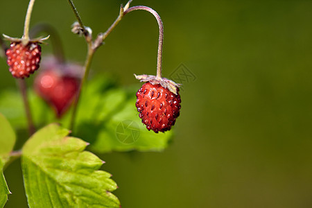 森林中的有机野生成熟草莓 Macro拍摄 聚焦于前景模糊的背景叶子植物群森林荒野食物花园美食枝条团体植物图片