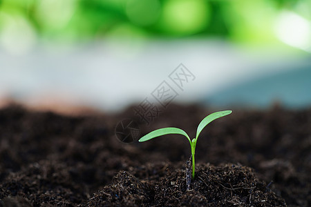 用手种植树木 生态地球日 拯救世界 拯救地球 绿化活力世界森林生物学回收生活生长植物生态社区图片