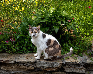 女猫小猫在看镜头图片