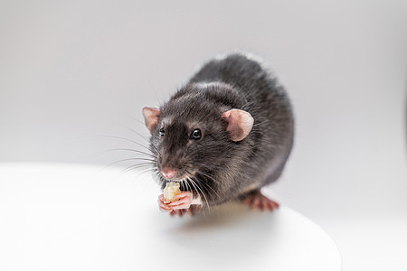 家庭黑头老鼠坐着吃白底食物 养宠物的概念是白色的科学尾巴工作室动物荒野毛皮害虫房子朋友老鼠图片