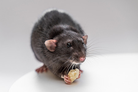 家庭黑头老鼠坐着吃白底食物 养宠物的概念是白色的动物哺乳动物房子害虫朋友晶须科学尾巴老鼠工作室图片