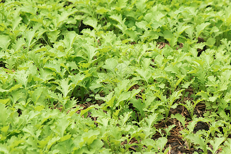 土地上的芥末绿色 有卷曲的皱纹叶子表面风光食物收成营养饮食田园沙拉蔬菜农业土壤图片