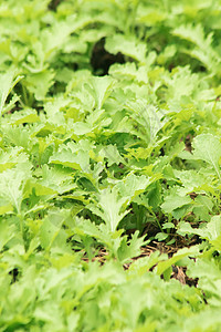 土地上的芥末绿色 有卷曲的皱纹叶子表面摄影风光花园营养园艺生活方式生产蔬菜农场家畜图片