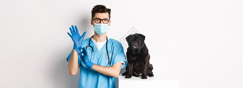 兽医诊所英俊的兽医医生戴上手套和医疗面具 检查可爱的小狗小狗 白种脸蛋哈巴狗犬类桌子药品擦洗男人考试宠物动物疫苗图片