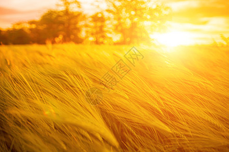 抽象散焦绿色麦田在农村 麦田在日落时随风飘扬 年轻和绿色的小穗 大麦作物的耳朵在自然界中 农学和食品生产叶子粮食太阳天空稻草国家图片
