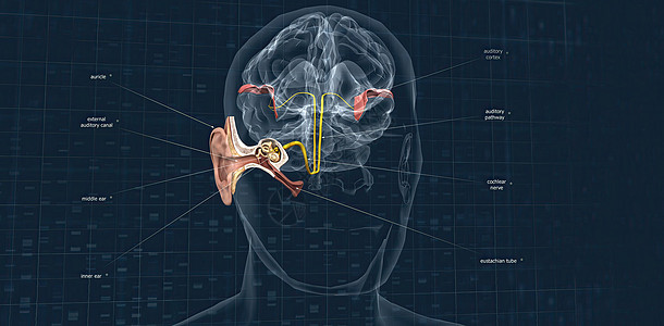 声音从耳朵中传出 并携带信号到大脑 通过听觉神经冲向脑部图片