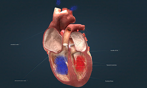 心脏导电系统是控制心跳的节点 细胞和信号网络 它控制着你的心跳心电图心音肌肉二氧化碳冲动脉管心房身体心血管手术图片