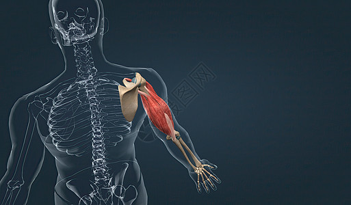 上臂肌肉光学半径二头肌拮抗剂动物微生物学肌细胞人体子宫组织图片