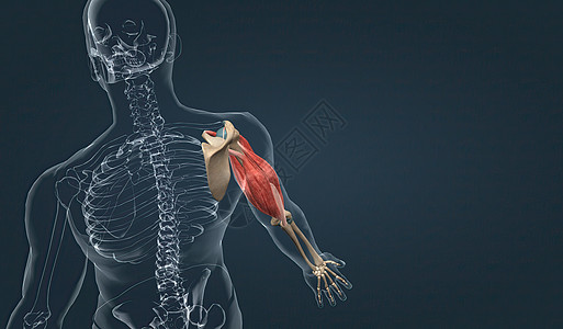 上臂肌肉生物二头肌组织子宫拮抗剂伸肌手臂系统上肢生物学图片